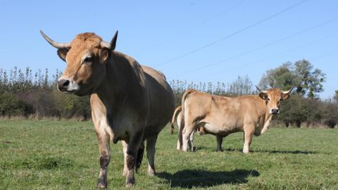 La bonne disponibilité en bovins bio, particulièrement au second semestre de 2015, assure une croissance des abattages de 12,7 %. © H. Chaligne / GFA